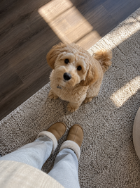 Customer dog 3